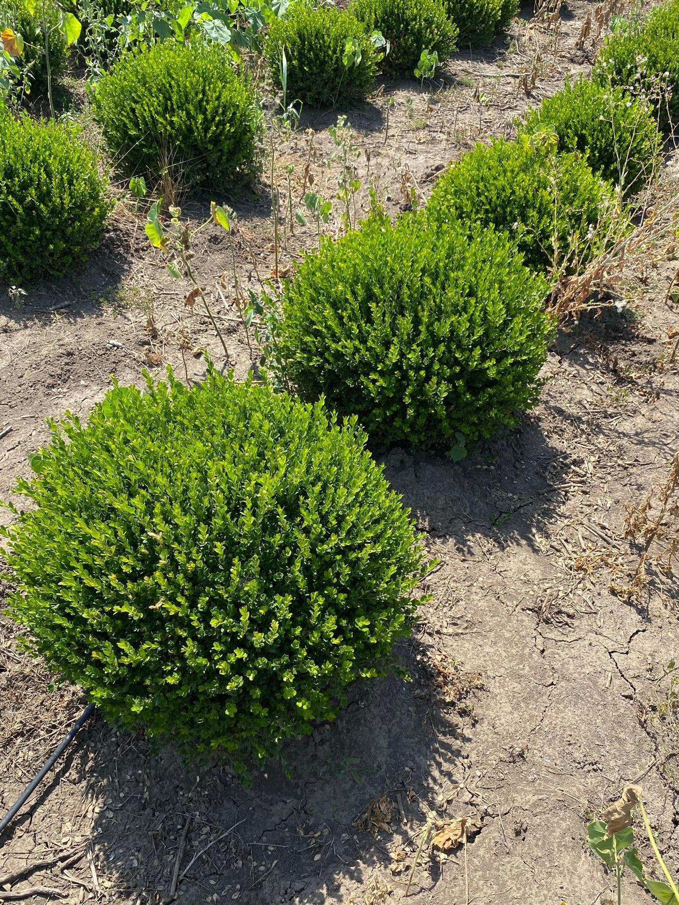 Самшит вечнозелёный (форма шар) купить в Москве по цене от - Питомник ...